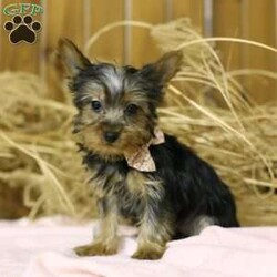 Stella/Yorkie									Puppy/Female	/12 Weeks,Meet this sweetie named Stella. She is an AKC registered Yorkie pup who is ready to meet her new family! Stella is up to date on all her vaccinations and vet checked. She is very playful, loves attention and would make a wonderful companion for any family! Call or text us  to learn more about Stella and how you can adopt her today! 