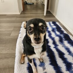 Adopt a dog:me/Chihuahua/Male/Adult,Meet Rachel and Ross, the dynamic duo who bring a touch of 