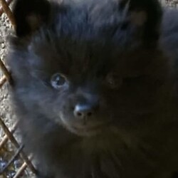 Puppies puppies German spitz/German Spitz/Both/Younger Than Six Months,German spitz /Pomeranian pupsFully vaccinated , microchipped and vet checked11 weeks old and waiting to go to their forever loving new FamilyWe are in Chittering 