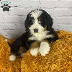 Poppy/Mini Bernedoodle									Puppy/Female	/9 Weeks,Meet Poppy, a delightful and affectionate mini Bernedoodle. This fun-loving and beautiful companion is eagerly awaiting a forever family. With a soft and cuddly nature, that is  sure to bring love and joy into any home.