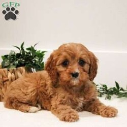 Jasper/Cavapoo									Puppy/Male	/8 Weeks,Meet jasper an adorable red cavapoo. He is so friendly and energetic. Call or text for more info.