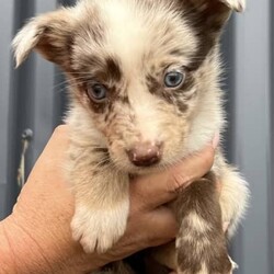 /Border Collie/Both/Younger Than Six Months,I have 6 gorgeous Border Collie x Koolie puppies looking for their loving forever home.Male - Choc Merle white paws. SOLDMale - Choc MerleMale - Choc white face stripeMale - ChocFemale - Choc Merle, one choc front legFemale - Choc MerleI am a registered Breeder with NCPI: 9002201.NSW Breeder ID No: B000770490These beautiful babies are very sweet natured & love cuddles. They have been raised in a loving environment, & will make wonderful additions to any active family. They are well socialised with our other furry family members.Mum is a Border Collie (Choc & White) & is a wonderful family member & mum, she is very attentive to her babies.Dad is a Koolie (Merle) he loves to cuddle, he is very happy to just sit with you.Parents can be viewed on request.Puppies will go to their new families
