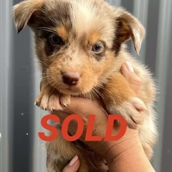 /Border Collie/Both/Younger Than Six Months,I have 6 gorgeous Border Collie x Koolie puppies looking for their loving forever home.Male - Choc Merle white paws. SOLDMale - Choc MerleMale - Choc white face stripeMale - ChocFemale - Choc Merle, one choc front legFemale - Choc MerleI am a registered Breeder with NCPI: 9002201.NSW Breeder ID No: B000770490These beautiful babies are very sweet natured & love cuddles. They have been raised in a loving environment, & will make wonderful additions to any active family. They are well socialised with our other furry family members.Mum is a Border Collie (Choc & White) & is a wonderful family member & mum, she is very attentive to her babies.Dad is a Koolie (Merle) he loves to cuddle, he is very happy to just sit with you.Parents can be viewed on request.Puppies will go to their new families