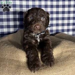 Benny/Portuguese Water Dog									Puppy/Male	/6 Weeks,Benny the Portuguese Water Dog is the ideal family dog–intelligent, friendly, active but ready to relax, affectionate and loving! 