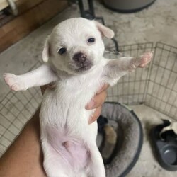 Purebred Chihuahua Puppies/Chihuahua (Smooth Coat)/Male/Younger Than Six Months,I have 2 Chihuahua Puppies1 White Short Coat Male1 Brown Short Coat MaleMom and dad pictured as wellThe puppies will come with all the documents and they will be ready for their forever and lovely home at 8-12 weeksFeel free to contact as for more questions and picturesThe price is negotiable