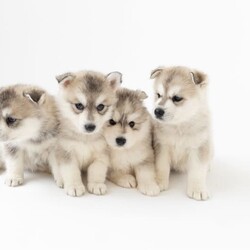 Pomsky puppies - ready for their forever homes/Siberian Husky/Both/Younger Than Six Months,We have a beautiful litter of pomsky puppies looking for their forever homes. They are 7 weeks old currently, so they will ready to go home next week (as of the 3rd of January).They received their first vaccination, microchipping and vet health check at 6 weeks old - which you will receive paperwork of this - from our amazing vets that we love and trust.Pomskys are a cross between the Siberian Husky and the Pomeranian. The cross between the two breeds creates a confident, playful, loving and sociable pup. They are the perfect pup for any family.Our pups are raised in our family home, around our family pets and our children so they are well socialised and handled by the time they come home to you.We have a range of colours available. Prices vary from $1800-$5000 depending on colour. All husky markings and chocolates are $5000.We welcome visits, and are also able to transport interstate if you are not on the Gold Coast. Please feel free to reach out via message, phone or social media if you’d like more info.Facebook - Pomskys & Aussie Poms Gold CoastInstagram - fluffy_duffy_puppiesBIN: 0010706365198RPBA: 5259