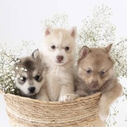 Pomsky puppies - ready for their forever homes/Siberian Husky/Both/Younger Than Six Months,We have a beautiful litter of pomsky puppies looking for their forever homes. They are 7 weeks old currently, so they will ready to go home next week (as of the 3rd of January).They received their first vaccination, microchipping and vet health check at 6 weeks old - which you will receive paperwork of this - from our amazing vets that we love and trust.Pomskys are a cross between the Siberian Husky and the Pomeranian. The cross between the two breeds creates a confident, playful, loving and sociable pup. They are the perfect pup for any family.Our pups are raised in our family home, around our family pets and our children so they are well socialised and handled by the time they come home to you.We have a range of colours available. Prices vary from $1800-$5000 depending on colour. All husky markings and chocolates are $5000.We welcome visits, and are also able to transport interstate if you are not on the Gold Coast. Please feel free to reach out via message, phone or social media if you’d like more info.Facebook - Pomskys & Aussie Poms Gold CoastInstagram - fluffy_duffy_puppiesBIN: 0010706365198RPBA: 5259