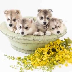 Pomsky puppies - ready for their forever homes/Siberian Husky/Both/Younger Than Six Months,We have a beautiful litter of pomsky puppies looking for their forever homes. They are 7 weeks old currently, so they will ready to go home next week (as of the 3rd of January).They received their first vaccination, microchipping and vet health check at 6 weeks old - which you will receive paperwork of this - from our amazing vets that we love and trust.Pomskys are a cross between the Siberian Husky and the Pomeranian. The cross between the two breeds creates a confident, playful, loving and sociable pup. They are the perfect pup for any family.Our pups are raised in our family home, around our family pets and our children so they are well socialised and handled by the time they come home to you.We have a range of colours available. Prices vary from $1800-$5000 depending on colour. All husky markings and chocolates are $5000.We welcome visits, and are also able to transport interstate if you are not on the Gold Coast. Please feel free to reach out via message, phone or social media if you’d like more info.Facebook - Pomskys & Aussie Poms Gold CoastInstagram - fluffy_duffy_puppiesBIN: 0010706365198RPBA: 5259