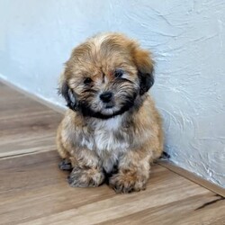 3/4 Shih Tzu 1/4 Maltese Puppies/Shih Tzu/Both/Younger Than Six Months,These gorgeous 3/4 Shih Tzu, 1/4 Maltese puppies are of the most divine nature. They are ready to go to their new forever homes.Each pup is microchipped, vaccinated, wormed & flea treated.Dad is a Purebred Shih Tzu weighing 4.5kg. Mum is a Shih Tzu X Maltese weighing 4kg. Both parents are available for viewing.The pups have been toilet training on grass.Pick up from Kentlyn, NSW.Please contact us on ******** 509. We are also happy to arrange a video call. REVEAL_DETAILS Please no time wasters, serious enquiries only.FIND US ON INSTAGRAM @Pupsrus_auMicrochip numbers:941000027952769941000027952771941000027952759941000027952768RPBA #: 2553Puppies are similar size to Yorkshire Terriers, Silky Terriers, Toy Poodles, Toy Cavoodle, Maltese, Dachshund & Pug.