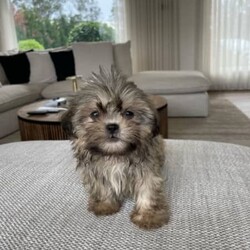 3/4 Shih Tzu 1/4 Maltese Puppies/Shih Tzu/Both/Younger Than Six Months,These gorgeous 3/4 Shih Tzu, 1/4 Maltese puppies are of the most divine nature. They are ready to go to their new forever homes.Each pup is microchipped, vaccinated, wormed & flea treated.Dad is a Purebred Shih Tzu weighing 4.5kg. Mum is a Shih Tzu X Maltese weighing 4kg. Both parents are available for viewing.The pups have been toilet training on grass.Pick up from Kentlyn, NSW.Please contact us on ******** 509. We are also happy to arrange a video call. REVEAL_DETAILS Please no time wasters, serious enquiries only.FIND US ON INSTAGRAM @Pupsrus_auMicrochip numbers:941000027952769941000027952771941000027952759941000027952768RPBA #: 2553Puppies are similar size to Yorkshire Terriers, Silky Terriers, Toy Poodles, Toy Cavoodle, Maltese, Dachshund & Pug.