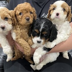 Adopt a dog:Cavoodle puppy female ready now /Cavalier King Charles Spaniel/Female/Younger Than Six Months,We have 1 female Cavoodle puppy available for sale.These beautiful first generation toycavoodles F1b puppies areabsolutely gorgeousand cuddly.Low shedding and extremely intelligent, withcalm, social and sweet nature, a perfect familypet and life companion.Ruby colour girl - Last puppy left from this litter. She has soft and curly coat, ruby colour, non fading so her colour will stay same, absolutely gorgeous girl. Full health check available.DOB: 27.10.2023.Ready for new home NOW!She has been wormed at 2,4,6,8 weeks. A full vet health check. vaccinations and microchip.We will have generous puppy pack, free bag of quality food and other valuable vouchersavailable for you to start caring for your new puppy.As experienced and registered breeder, we will provide lifetime support and advice, and valuable guidance while settling yournew puppy.Mother is our cavoodle, black curly coat and father is our cavalier king Charles Spaniel rubycolour. Both loving family pets, available for viewing. Very healthy and social, beautifulcharacters and around 5kg each.BIN: 0009754860435RPBA:6795