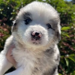 Australian Shepherd X Border Collie Puppies/Australian Shepherd Dog/Female/Younger Than Six Months,Our puppies are raised in a clean, loving, and nurturing environment.They receive:Regular vet check-upsAge-appropriate vaccinationsDeworming scheduleMicrochipping for permanent identificationEarly socialization and exposure to various stimuliA balanced diet to promote optimal growthHealth Guarantee:All our puppies come with a health guarantee to ensure your peace of mind. We stand by the health and well-being of our puppies.Blue Merle Boy $3500Blue Merle Girl $3500Red Merle Girl $3500Chocolate Girl $3000 SoldBlack Tri Boy & Girl $2500