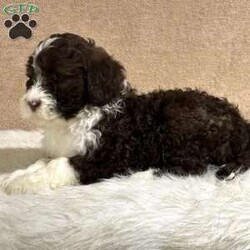 Feather/Portuguese Water Dog									Puppy/Female	/8 Weeks,Hey, how’s it going? My name is Feather! I’m an adorable AKC registered Portuguese water dog puppy. My mom is a chocolate AKC registered Portuguese water dog that weighs around 35 pounds. My dad is a black AKC registered Portuguese water dog with championship bloodlines and weighs around 50 pounds. I was born on November 17th and am vet checked, microchipped, and up to date on vaccines and dewormer. I live on a family farm, where I am well taken care of and socialized with. I am waiting patiently for someone like you to welcome me into your home and make me a part of your forever family!