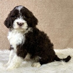 Feather/Portuguese Water Dog									Puppy/Female	/8 Weeks,Hey, how’s it going? My name is Feather! I’m an adorable AKC registered Portuguese water dog puppy. My mom is a chocolate AKC registered Portuguese water dog that weighs around 35 pounds. My dad is a black AKC registered Portuguese water dog with championship bloodlines and weighs around 50 pounds. I was born on November 17th and am vet checked, microchipped, and up to date on vaccines and dewormer. I live on a family farm, where I am well taken care of and socialized with. I am waiting patiently for someone like you to welcome me into your home and make me a part of your forever family!