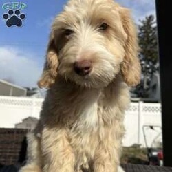 Snoopy/Goldendoodle									Puppy/Male	/14 Weeks,Presenting an adorable male Goldendoodle puppy available for sale. This delightful little one boasts a soft, wavy coat that exudes warmth and charm. With an affectionate and playful temperament, he is sure to bring joy to any home. Well-socialized and eager to engage with his new family, this Goldendoodle puppy is an ideal companion. Up-to-date on vaccinations and health checks, he is ready to embark on a lifetime of companionship and cherished moments with his forever family. Don’t miss the opportunity to welcome this lovable furry friend into your home.