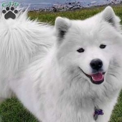 Zara/Samoyed									Puppy/Female	/6 Weeks,Hey there, it’s Zara and I am searching for a loving, forever family. I promise I will completely change your life for the better and will do my best to always be a good puppy. But even on the days when I mess up I’ll still be your favorite companion!