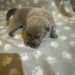 Chow chow puppies boys and girls/Chow chow/Mixed Litter/3 weeks,??Stunning teddy bear Chow chow puppies ??
??3 males??

1 Red

2 Cinnamon
??2 females??

1 Red

1 Blue
Will be ready 20th feb 2024 kc registered micro chipped will have full vet check wormed and fleaed living in the family home will come with 5 weeks pet insurance dad is Boris the bulldozer grandad is the famous Teddy Ruxpin !!