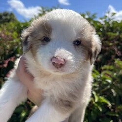 Australian Shepherd X Border Collie Puppies/Australian Shepherd Dog/Female/Younger Than Six Months,Our puppies are raised in a clean, loving, and nurturing environment.They receive:Regular vet check-upsAge-appropriate vaccinationsDeworming scheduleMicrochipping for permanent identificationEarly socialization and exposure to various stimuliA balanced diet to promote optimal growthHealth Guarantee:All our puppies come with a health guarantee to ensure your peace of mind. We stand by the health and well-being of our puppies.Blue Merle Boy $3500Blue Merle Girl $3500Red Merle Girl $3500Chocolate Girl $3000 SoldBlack Tri Boy & Girl $2500