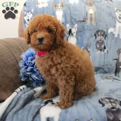 Passion/Miniature Poodle									Puppy/Female	/9 Weeks,Are you looking for a puppy who is both intelligent and affectionate? Miniature Poodles are one of the most trainable breeds and we strive to raise only the best Miniature Poodle puppies. If you are looking for a healthy puppy who is up to date on shots and dewormer and vet checked, contact us today!