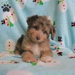 Lightning/Mini Aussiedoodle									Puppy/Female	/9 Weeks,Take a look at this adorable Mini Aussiedoodle puppy with a colorful coat and loving eyes. This adorable little pup is searching for a loving family, individual, or couple to share the future with! This puppy is up to date on shots and dewormer and vet checked. We offer an extended health guarantee as well. If you are searching for a Mini Aussiedoodle puppy to snuggle and play with contact us today! 