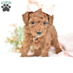 Arabella/Mini Goldendoodle									Puppy/Female	/7 Weeks,Meet our family of micro minigoldendoodles..These lil babies will only be around 10-15 full grown! They are started with crate training and Litterbox training..They are extremely spoiled and will be sure to bring you lots of Love and puppy dog kisses..