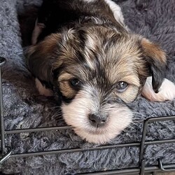 Hermie/Havanese									Puppy/Male	/6 Weeks,Hermie is an energetic, happy puppy. He loves to run around and play with his litter mates and loves people as well. He is family raised and vet checked with all vaccinations and dewormer. Hermie can’t wait to find his new home and his forever family.