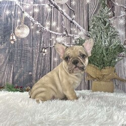 Millie/French Bulldog									Puppy/Female	/10 Weeks,Meet “Millie” she is a sweet akc fawn/sable frenchie!  She has a lovable easy going temperament, We expect her to be 22-26 pounds adult weight based off her parents weights! Contact us anytime for more info!