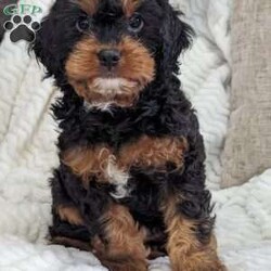 Kody/Cavapoo									Puppy/Male	/12 Weeks,Hi Everyone! Meet our sweet little boy, Kody. He is a beautiful Cavapoo puppy with a beautiful coat of soft, wavy hair! His mom is a beautiful Cavalier and dad is a Mini poodle with a dark red coat of hair. Kody will be between 10 and 15lbs fully grown. He has a super sweet temperament and loves to run around and play! He is great with kids as well! He is a very happy and healthy little guy! He is available to his new home anytime!