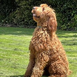Adopt a dog:Irish oodles. The most loyal comical friend you will ever have./Irish Setter/Both/Younger Than Six Months,The Irish Setters are well known for their placid loving temperament and their long flowing dark red coats. The poodle are also well known for their intelligence and loving nature. Just a perfect combination. Would suit young family, elderly family and everything in between. Past pups are doing therapy and school work.These pups will be small to medium in size. Toilet training 95% complete.The puppy coats will be a beautiful loose curl in appearance that is low to non shedding great for allergy sufferers. All pups come vaccinated, microchipped, wormed and will be sold with a puppy pack and on going support. Parents are DNA health tested.I have both girls and boys available.Last photo of a grown Irish Oodle from previous litter, so that you can see what they will look like once grown.Check out our Facebook page for further photos or videos of current and previous litters and grown dogs.https://www.facebook.com/irishoodlesaustraliaOur aim is to produce quality healthy puppies that provide many years of enjoyment for your family for more information feel free to contact me. Our pups are treated first class and we work hands on with them every single day. The toilet training is well underway and they have also completed crate training. They are exposed to several different household noises. Very happy and outgoing babies that you are welcome to come and view.Irish Oodles are the most happy goLucky dog on the planet. A total goofball that is considered the clown of the dog world. Very human orientated. Happy to be your pillow and couchPotato pal or your adventure, rock climbing, body surfing, bike riding buddy. Nothing phases them. They will give the majority of things a go with a big smile on their face.Happy to share the house with other creatures or be a only child. So whether you want to just hang out or go play full out, the Irish Oodle will be there by your side.Prices vary from $3000 to $4000. We have pups ready to go and some newborns so we can help out with timing. Feel free to contact us so that we can discuss further to see if we have something that will suit your needs.Every puppy comes with microchip transfers completed and 6 weeks free puppy insurance.If you live interstate we organize everything for you to fly the puppy to your major airport.With over 30 years experience, we leave nothing to chance. The puppies are our number one priority every time.Serious enquiries only please, 956000017128377,956000017188341,956000017128127 , 956000017116080,RPBA 15565Source number MB115294Looking for a cavoodle or groodle. Why not consider the Irish Oodle.