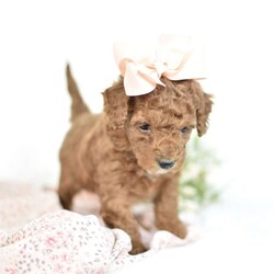 Arabella/Mini Goldendoodle									Puppy/Female	/7 Weeks,Meet our family of micro minigoldendoodles..These lil babies will only be around 10-15 full grown! They are started with crate training and Litterbox training..They are extremely spoiled and will be sure to bring you lots of Love and puppy dog kisses..