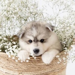 Pomsky puppies - looking for their forever homes!/Siberian Husky/Male/Younger Than Six Months,We have a beautiful litter of pomsky puppies are due to be born this weekend (3-4th of Feb). We are currently just taking expressions of interest only.They will receive their first vaccination, microchipping and vet health check at 6 weeks old - which you will receive paperwork of this - from our amazing vets that we love and trust.Pomskys are a cross between the Siberian Husky and the Pomeranian. The cross between the two breeds creates a confident, playful, loving and sociable pup. They are the perfect pup for any family.Our pups are raised in our family home, around our family pets and our children so they are well socialised and handled by the time they come home to you.We have a range of colours available. Prices vary from $2500-$5000 depending on colour. All husky markings and merles are $5000.We welcome visits, and are also able to transport interstate if you are not on the Gold Coast. Please feel free to reach out via message, phone or social media if you’d like more info.Facebook - Pomskys & Aussie Poms Gold CoastInstagram - fluffy_duffy_puppiesBIN: 0010706365198RPBA: 5259