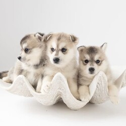 Pomsky puppies - looking for their forever homes!/Siberian Husky/Male/Younger Than Six Months,We have a beautiful litter of pomsky puppies are due to be born this weekend (3-4th of Feb). We are currently just taking expressions of interest only.They will receive their first vaccination, microchipping and vet health check at 6 weeks old - which you will receive paperwork of this - from our amazing vets that we love and trust.Pomskys are a cross between the Siberian Husky and the Pomeranian. The cross between the two breeds creates a confident, playful, loving and sociable pup. They are the perfect pup for any family.Our pups are raised in our family home, around our family pets and our children so they are well socialised and handled by the time they come home to you.We have a range of colours available. Prices vary from $2500-$5000 depending on colour. All husky markings and merles are $5000.We welcome visits, and are also able to transport interstate if you are not on the Gold Coast. Please feel free to reach out via message, phone or social media if you’d like more info.Facebook - Pomskys & Aussie Poms Gold CoastInstagram - fluffy_duffy_puppiesBIN: 0010706365198RPBA: 5259