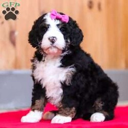 Jasmine/Bernedoodle									Puppy/Female	/8 Weeks,Introducing the epitome of charm and boundless energy – meet the adorable Bernedoodle puppy, Jasmine! She is a stunning girl boasting a luscious coat that begs to be petted and cuddled. This combination of these 2 popular breeds: Bernese Mountain dog and Poodle, results in an even tempered, super intelligent puppy. Raised with love and care, this little one is not just a pet; it’s a furry family member waiting to bring joy and warmth to your home. Playful, affectionate, and brimming with puppy exuberance, this little charmer is guaranteed to melt your heart!