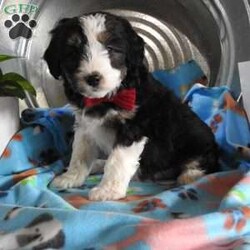 Hondo/Mini Aussiedoodle									Puppy/Male	/9 Weeks,Hi, if your looking for an adorable new friend look no farther, I have been vet checked, Microchiped,  and up to date on all shots and wormer.  I will be ready for my new home on 1/27/24 .  My mom weighs 33 lbs. and my dad weighs 12 lbs.  So go ahead pick up the phone and give us a call ! 