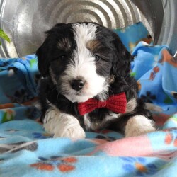 Hondo/Mini Aussiedoodle									Puppy/Male	/9 Weeks,Hi, if your looking for an adorable new friend look no farther, I have been vet checked, Microchiped,  and up to date on all shots and wormer.  I will be ready for my new home on 1/27/24 .  My mom weighs 33 lbs. and my dad weighs 12 lbs.  So go ahead pick up the phone and give us a call ! 
