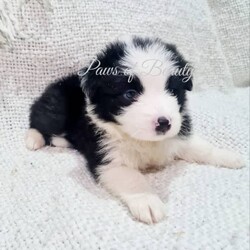 Pedigree Papered Border Collie/Border Collie/Female/Younger Than Six Months,Pedigree Papered long haired Border Collies ready to go in 3 weeks at 8 weeks of age. Pups will be microchipped, immunised, vet checked, wormed and come with papers. Parents have wonderful temperaments which we believe will be passed into their babies. Parents have been DNA tested and are 100% clear of any testible diseases. Please check out my fb pag in the link below for more pics.Tri blue merle male blue eye $2300Choc merle male 2 blue eyes $2300Black and white male $1800Black and white female $1800https://www.facebook.com/shearbellebeauties?mibextid=ZbWKwLMDBA33037BIN0003693514393
