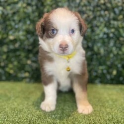 2 x Australian Shepherds (DNA Clear) Free Delivery Sydney/Australian Shepherd Dog/Both/Younger Than Six Months,8 x Purebred Australian Shepherd puppies available to a loving home. Available to go from the 30th January and we can deliver them to sydney on this date.- Blue Merle Female (bob tail) $4000 (SOLD)- Blue Merle Male (bob tail) $3800 (SOLD)- Red Merle Female (bob tail) $3500 (SOLD)- Red Merle Male (bob tail) $3500 (SOLD)- Red Tri Female (bob Tail) $2500 (SOLD)- Black Tri Male (long tail) $2000 (SOLD)- Black Tri Female (long tail) $2000- Black Tri Female (long tail) $2,000Puppies come :- With first round of vaccinations & microchipped- Vet check report- 6 weeks free pet insurance- Not desexed- Wormed every 2 weeksThe puppies have been raised indoors and outdoors, and around children and other puppies.The father is a 25kg Black Tri Aussie Shepherd and is DNA tested, the mother is a 28kg Red Tri Aussie Shepherd and also DNA tested. We own both parents and I can send photos of parents on request.Once our puppies leave, we:- Would love to see updates!- Offer a rehoming policy- Offer a 18 month health guarantee- Have a Facebook page you can stay in touch or see other puppies we have bred- Offer support and are free to talk at any time throughout your puppies lifeWe are located in Nyngan NSW, can get to Dubbo at any stage. Road transport is usually organised from Dubbo. There will be free transport to Sydney, with a chosen meeting location and time. Happy to arrange other freight at buyers expense, flights from Sydney to another capital city are usually around $300Full members of AAPDB: 16947BIN: B000738270We have a website & Facebook page Country Canine Co. Please look on our Facebook group Country Canine Co. Families for photos of the previous litter as adults.