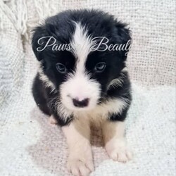 Pedigree Papered Border Collie/Border Collie/Female/Younger Than Six Months,Pedigree Papered long haired Border Collies ready to go in 3 weeks at 8 weeks of age. Pups will be microchipped, immunised, vet checked, wormed and come with papers. Parents have wonderful temperaments which we believe will be passed into their babies. Parents have been DNA tested and are 100% clear of any testible diseases. Please check out my fb pag in the link below for more pics.Tri blue merle male blue eye $2300Choc merle male 2 blue eyes $2300Black and white male $1800Black and white female $1800https://www.facebook.com/shearbellebeauties?mibextid=ZbWKwLMDBA33037BIN0003693514393