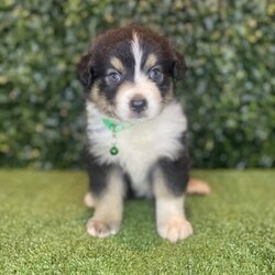 2 x Australian Shepherds (DNA Clear) Free Delivery Sydney/Australian Shepherd Dog/Both/Younger Than Six Months,8 x Purebred Australian Shepherd puppies available to a loving home. Available to go from the 30th January and we can deliver them to sydney on this date.- Blue Merle Female (bob tail) $4000 (SOLD)- Blue Merle Male (bob tail) $3800 (SOLD)- Red Merle Female (bob tail) $3500 (SOLD)- Red Merle Male (bob tail) $3500 (SOLD)- Red Tri Female (bob Tail) $2500 (SOLD)- Black Tri Male (long tail) $2000 (SOLD)- Black Tri Female (long tail) $2000- Black Tri Female (long tail) $2,000Puppies come :- With first round of vaccinations & microchipped- Vet check report- 6 weeks free pet insurance- Not desexed- Wormed every 2 weeksThe puppies have been raised indoors and outdoors, and around children and other puppies.The father is a 25kg Black Tri Aussie Shepherd and is DNA tested, the mother is a 28kg Red Tri Aussie Shepherd and also DNA tested. We own both parents and I can send photos of parents on request.Once our puppies leave, we:- Would love to see updates!- Offer a rehoming policy- Offer a 18 month health guarantee- Have a Facebook page you can stay in touch or see other puppies we have bred- Offer support and are free to talk at any time throughout your puppies lifeWe are located in Nyngan NSW, can get to Dubbo at any stage. Road transport is usually organised from Dubbo. There will be free transport to Sydney, with a chosen meeting location and time. Happy to arrange other freight at buyers expense, flights from Sydney to another capital city are usually around $300Full members of AAPDB: 16947BIN: B000738270We have a website & Facebook page Country Canine Co. Please look on our Facebook group Country Canine Co. Families for photos of the previous litter as adults.