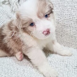 Pedigree Papered Border Collie/Border Collie/Female/Younger Than Six Months,Pedigree Papered long haired Border Collies ready to go in 3 weeks at 8 weeks of age. Pups will be microchipped, immunised, vet checked, wormed and come with papers. Parents have wonderful temperaments which we believe will be passed into their babies. Parents have been DNA tested and are 100% clear of any testible diseases. Please check out my fb pag in the link below for more pics.Tri blue merle male blue eye $2300Choc merle male 2 blue eyes $2300Black and white male $1800Black and white female $1800https://www.facebook.com/shearbellebeauties?mibextid=ZbWKwLMDBA33037BIN0003693514393