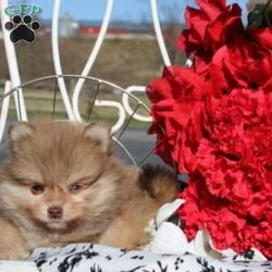 Fabius/Pomeranian									Puppy/Male	/6 Weeks,This baby boy is ready to find his forever home! He is expected to be 5-7 lb full grown. He is being family raised with children and is very well socialized. He is up to date on all vaccines and preventive deworming. We encourage you to come meet him in person, however if you are out of the area, we offer facetime calls! If you have any questions or would like to make a deposit to place him on hold, give us a call/text or send us a message. All of our puppies go home with their proper paperwork, a 2 year genetic health guarantee, 30 free trail of Trupanion Pet Insurance, pre-paid registration that is emailed to you once you bring your puppy home, a pre-paid online K9 Master Class and microchipped. Each of our puppies also go home with some food to transition on, NuVet & treats. We do accept Venmo & PayPal. License #4240