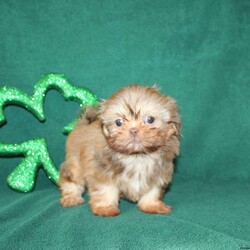 Gulliver- Imperial/Shih Tzu									Puppy/Male	/9 Weeks,Meet Gulliver a rare chocolate sable Shih Tzu who is going to remain on the smaller side as an adult! Based on his parents weights Gulliver will be around 8-9lbs. He is up to date on shots and dewormer and vet checked. He is also Embark DNA Tested 100% CLEAR like both of his parents! Gulliver is a true gem! Reach out to us if you are interested in making him yours!