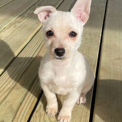Candi/Scottish Terrier/Female/Baby