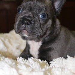 Adopt a dog:PURE BRED FRENCH BULLDOG PUPPIES FOR SALE/French Bulldog/Both/Younger Than Six Months,PUREBRED FRENCH BULLDOGS, will be available 28th February 2024. They were born 03/01/2023. DOJO and Co is a MDBA Registered breeder # 28058 located in NSW. Priced as PET ONLY. Mains will be considered for the right owner.A $500 HOLDING FEE IS REQUIRED in order to secure your pup. All our pups will be Health checked, Vaccinated, Wormed and Micro-chipped when ready. We are a small breeder and are very proud of our program. All puppies have a white patch on their chest. Puppies will come with a PUPPY PACK filled with information, toys etc for easy transition into new home. This is our 1st litter for DOJO and Co. Pups are pedigree from our Boy 'LINK' (Fluffy lilac/brindle) and 'ARMANI' our (FAWN/SABLE). Please NO TIME WASTERS. Ensure that you are ready and able to not only buy, but care for one of these fur babies. I have supplied MUM 'Armani's' Microchip number #1 and DAD 'LINKS' #2 as pups are too young at this time.PHOTO 1- Blue Brindle Boy PENDINGPHOTO 2- Choc/Brindle Boy ($2,500)PHOTO 3 - Black/Brindle Boy (SOLD)PHOTO 4 - Lilac Girl ($4,000)PHOTO 5 - Choc/Brindle Girl ($2,500)PHOTO 6 - Choc Girl ($2,500)PHOTO 7 - Lilac Girl ($4,000)PHOTO 8 - MUM 'ARMANI' Fawn SablePHOTO 9 - DAD 'LINK' Fluffy Lilac/Brindle