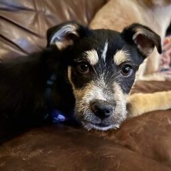 Adopt a dog:Ross/Parson Russell Terrier/Male/Baby,Ross is a cutie with a typical puppy personality. Ross is about 12 weeks old and is a Parsons Russell Terrier mix looking for his forever family! 

If you are interested please apply at www.3acresrescue.com
