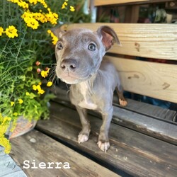 Adopt a dog:Sierra/Pit Bull Terrier/Female/Baby,Sierra started out as the shy one, but she’s braver now and coming out of her shell. She’s pretty good at occupying herself and just playing with a toy on her own, but she doesn’t mind being with the group too. She’s pretty committed when she wants something…she’s the only one that can jump on my couch or out of their play pen at this point because she just doesn’t give up until she hits her goal.

OUR DOGS ARE FOSTERED IN TEXAS BUT AVAILABLE FOR ADOPTION AND TRANSPORT OUT OF STATE. Read below for more information.

Our dogs are transported to a predetermined location agreed upon by the rescue. The adoption contract and fee are finalized prior to transport. As a Raising The Bar Animal rescue direct adoption, the adoption interview/meet and greet occurs on video call (Skype, FB Messenger call, Facetime, etc).

Our out of state adoption fee is $350 plus transport (varies by location). This fee includes all current vaccinations, deworming, a registered microchip, fecal analysis, spay/neuter for pets 6 months & older, and a heartworm test if over 6 months old. All dogs will be current on flea/heartworm prevention. A health exam will be completed and a certificate issued by a veterinarian within 10 days of departure.

If you are interested in adopting, please complete our application:

https://www.shelterluv.com/matchme/adopt/RTB/Dog

Note: RTB reserves the right to deny any application that is deemed unsuitable for the right to deny any application that is deemed unsuitable for the animal. Please be aware that our animal adoptions are NOT on a first come- first serve basis. Our sole purpose is to find the best possible home for the animals that fall under our care.