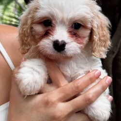 Adopt a dog:BLENHEIM CAVOODLE PUPPIES (8 WEEKS)//Both/Younger Than Six Months,10 Puppies Microchipped and Vaccinated/Wormed5 Boys / 5 Girls (5 Sold: 4 Boys / 1 Girl Available)Able to deliver within Brisbane