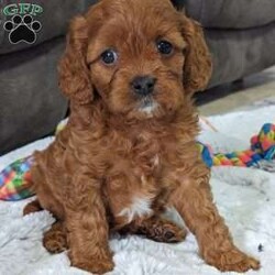 Kayla/Cavapoo									Puppy/Female	/8 Weeks,Hi there! Meet our precious little girl, miss Kayla. She is a beautiful Cavapoo puppy with a beautiful coat of soft, wavy hair! Her mom is a Cavalier and dad is a mini poodle with a dark coat of red hair. Kayla will be between 10 and 15lbs fully grown. She has a super sweet temperament and is sure to wag her way right into your heart:) she will be available to her new home on February 26th. She is a very happy and healthy little gal!