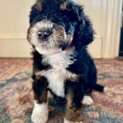 Winston/Bernedoodle									Puppy/Male	/5 Weeks,Meet Winston! He is a super sweet and loving tri-color F1b Bernedoodle. His mother is our family pet and lives inside our home. This litter has been raised primarily in our home and have been receiving a lot of attention from adults and children. Winston can go home on March 9th. His full mature weight is 60-90lbs, Winston being an average size pup in the litter. He comes with vaccines, dewormed, and a 1-year health guarantee.