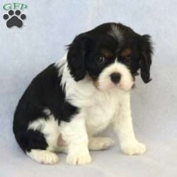 Lily/Cavalier King Charles Spaniel									Puppy/Female	/January 3rd, 2024,Lily is a wonderful little puppy, playful and friendly. She can wiggle her way right into your heart if you come on over to visit! Lily is registered with the AKC, and she has champion bloodlines. She is used to children and is ready to make a super addition to your home! Come on over to visit Lily. All friendly tail wags and puppy kisses are free!